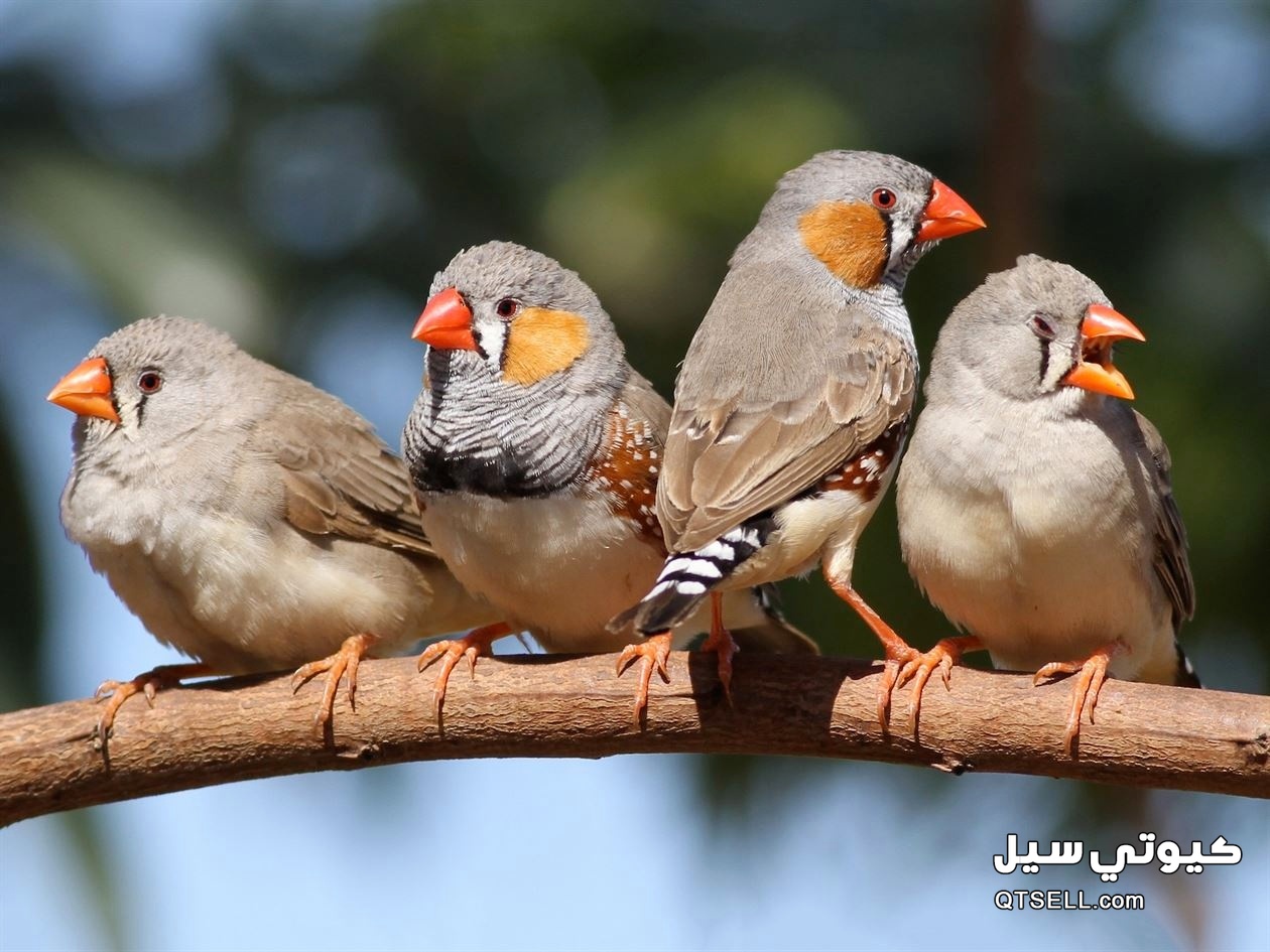 عصافير الزيبرا