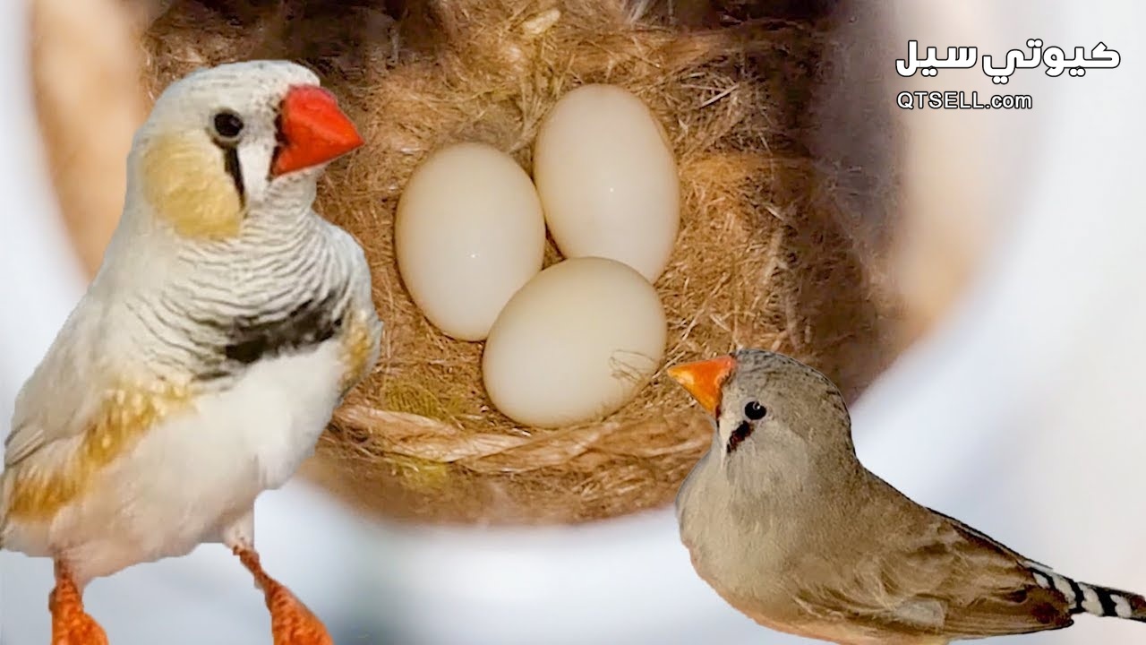 قفص عصافير الزيبرا مع ألعاب وترفيه